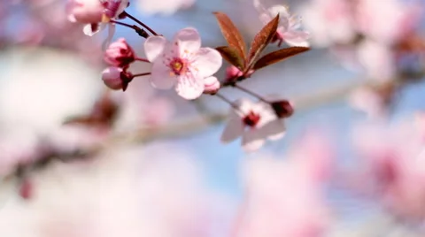 Panoramic scene of blooming pink cherry tree with changing focus on blue sky 動画素材 52851285