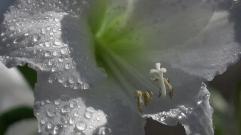 Panoramic scene with changing focus on white amaryllis with drops of water 動画素材 91661498