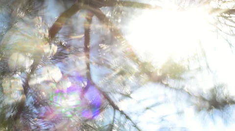 Panoramic scene with play of sun through pine branch and flecks of sunlight Stock Footage 54074162