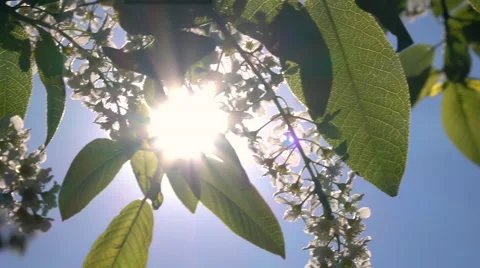 Panoramic scene with sun through blooming bird cherry twigs. Slow motion 스톡 동영상 65115712