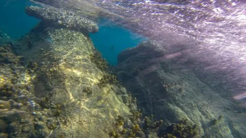 Panoramic scene under water and blue background Stock Photos
