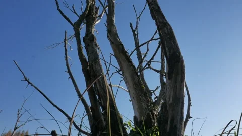Panoramic shooting from the bottom to the top. dry trees. Stock Footage 99402453