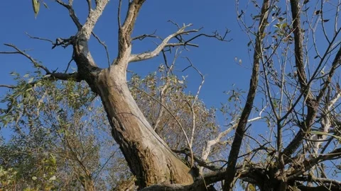 Panoramic shooting from the bottom to the top. dry trees. Stock Footage 99403012