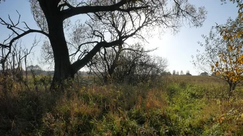 Panoramic shooting from the bottom to the top. Trees. Stock Footage 99402562