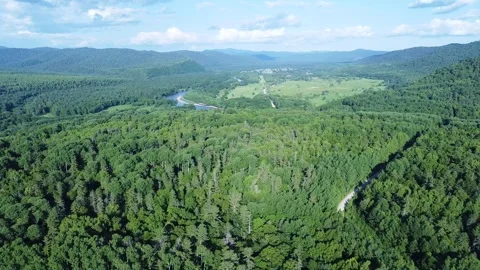 Panoramic shooting of a cedar forest Stock Footage 322030047