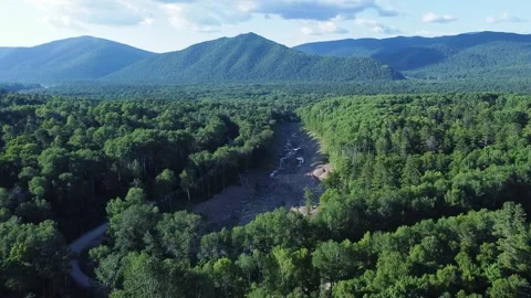 Panoramic shooting of a cedar forest Stock Footage 322030057