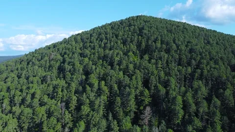 Panoramic shooting of a cedar forest Stock Footage 322030069