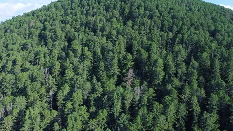 Panoramic shooting of a cedar forest Stock Footage 322030076