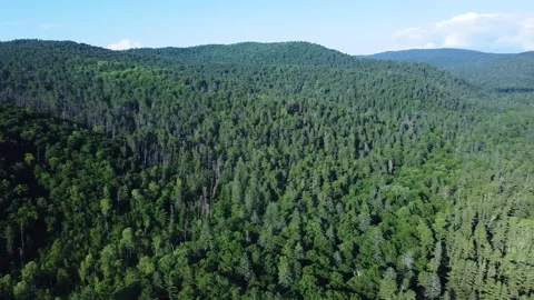 Panoramic shooting of a cedar forest Stock Footage 322030078