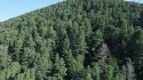 Panoramic shooting of a cedar forest Stock Footage 322030079