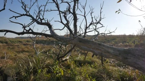 Panoramic shooting from the  dry trees. Stock Footage 99402547