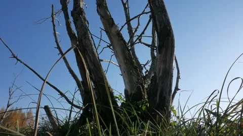 Panoramic shooting from the  dry trees. Video stock 99402963