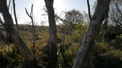 Panoramic shooting from the  dry trees. Stock Footage 99403334