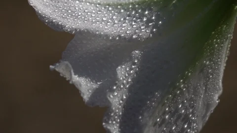 Panoramic shot with changing focus on amaryllis blossom in slow motion 库存影片 91661476
