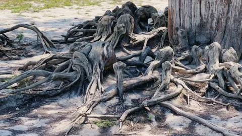 Panoramic shot of a cypress grove on Lake Sukko on a sunny summer day. Stock Footage 252339873
