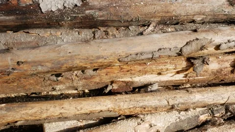 Panoramic shot, dry illegal cutted pine wood logs Stock Footage 258663291