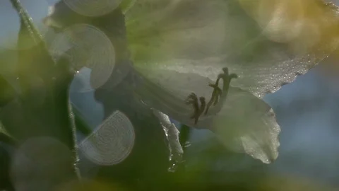 Panoramic shot of elegant white amaryllis with drops of water. Slow-mo Vidéo 89869448