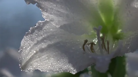 Panoramic shot of elegant white amaryllis with water drops. Slow-mo Vídeos de archivo 89869456