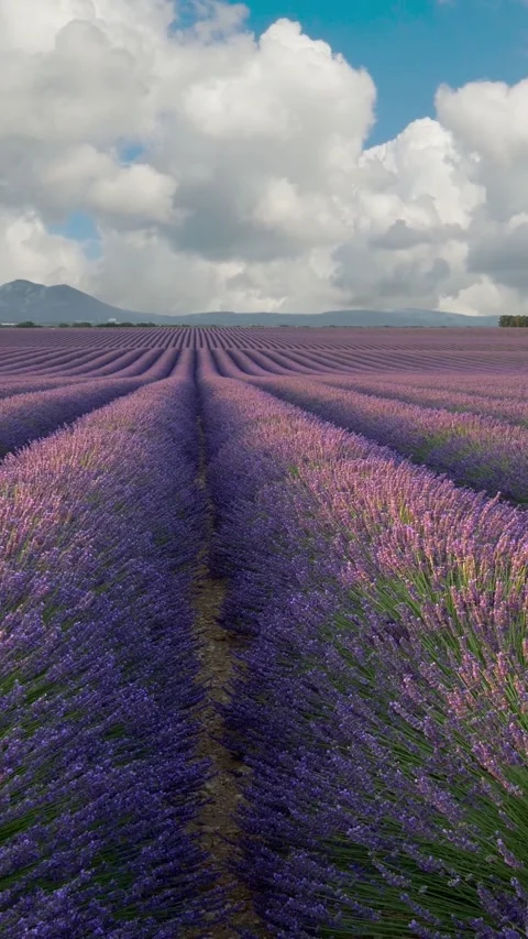 Panoramic shot of endless lavender field in Provence, France. Blooming violet Video stock 280165998
