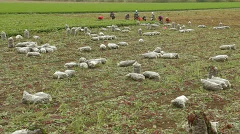 Panoramic Shot Of Field Stock-Footage 22279381