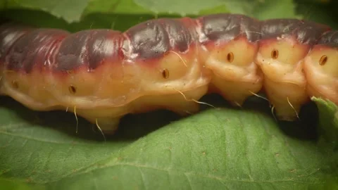 Panoramic shot of the goat moth larva (Cossus cossus) in its natural habitat. Stock Footage 316080669