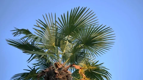 Panoramic shot of green palm tree against a blue sky. Stock Footage 105680825