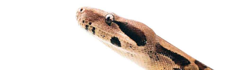 Panoramic shot head python isolated Stock Photos