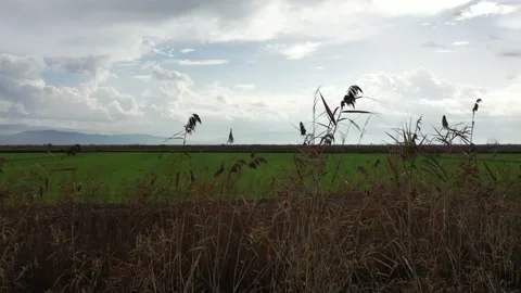 A panoramic shot of a landscape filled with grass. Stock Footage 151527169