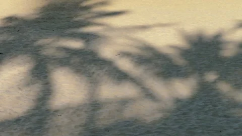 Panoramic shot of Palm Tree Shadows on Sandy Beach at Sunset. Relax on Summer Vídeos de archivo 343041923