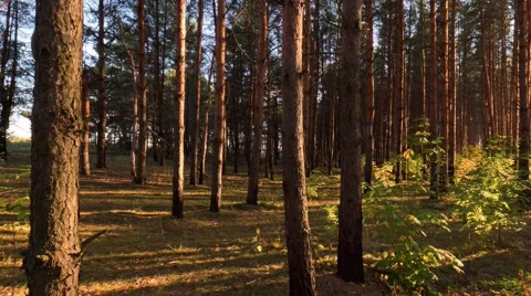 Panoramic shot in the pine forest at sundown Stock Footage 62340148