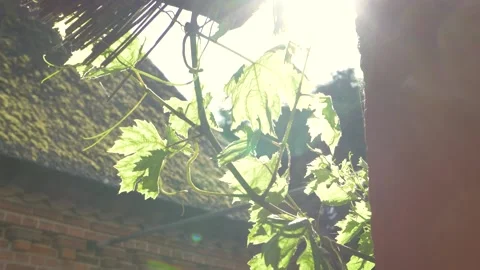 Panoramic shot of a plant on the side of a barn house in slow motion Stock Footage 229410550
