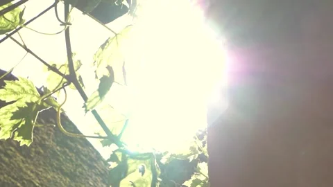 Panoramic shot of a plant on the side of a barn house in slow motion Stock Footage 229410569