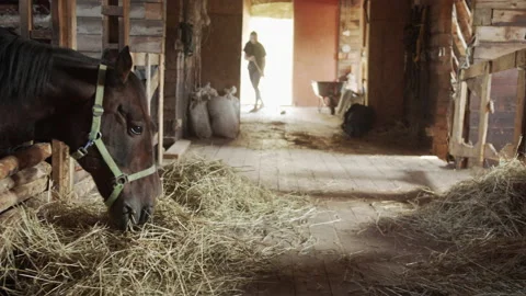 Panoramic shot of a private stable. Horses chew food, a young groom girl sweeps Video stock 143933527
