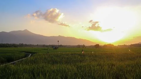 Panoramic shot of rice fields at sunset Stock Photos
