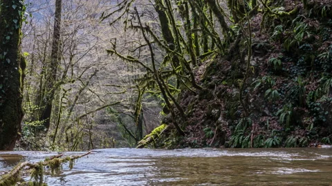 Panoramic shot of a stream flowing through a forest with moss-covered trees. Stock Footage 186923109
