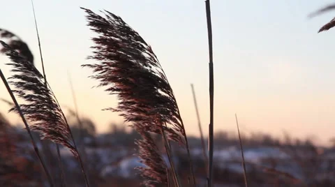 Panoramic shot of sunset through wild field Stock Footage 61322299