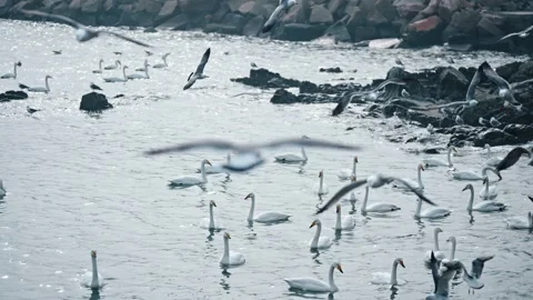 Panoramic shot of swans Stock Footage 270268740
