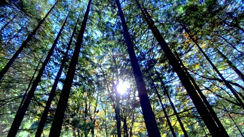 Panoramic Shot of Tall Pine Trees with the Sun and Blue Sky on a Background. Stock Footage 141017653