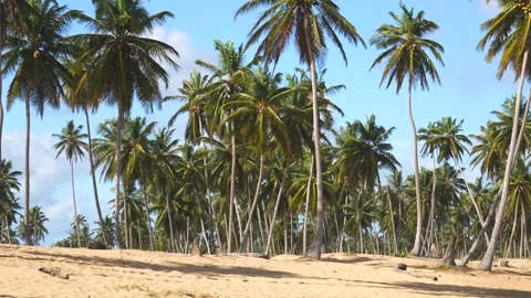 Panoramic shot of thick palm grove on the sea shore of a tropical beach. Tall Stock Footage 258577289