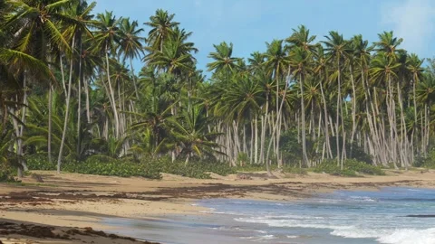 Panoramic shot of thick palm trees grove on sandy shore of wild tropical beach Stock Footage 258662593