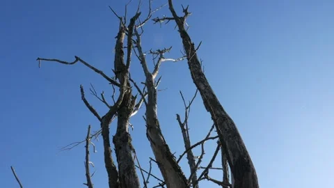Panoramic shot from top to bottom. dry trees. Stock Footage 99402434