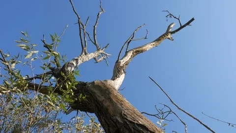 Panoramic shot from top to bottom. dry trees. Stock Footage 99403681