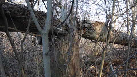 Panoramic shot of totally splintered tree broken in half Stock Footage 121467784