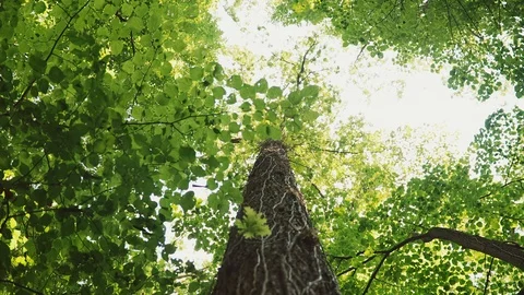 Panoramic shot from the tree crown to the trunk Stock Footage 114473977