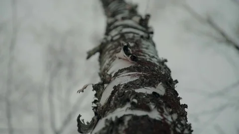 Panoramic shot of trunks of birch trees in winter forest Stock-Footage 83447479