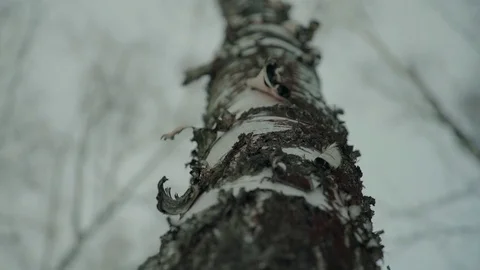 Panoramic shot of trunks of birch trees in winter forest Video stock 83447711