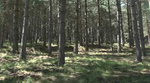 Panoramic shot into the woods 库存影片 52078185