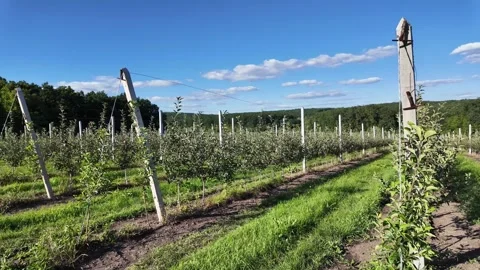 Panoramic shot of a young apple orchard, with the evenly planted rows of tree Stock Footage 326201516
