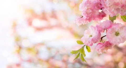 Panoramic spring background, close up of beaufiful pink blooming flowers Foto stock