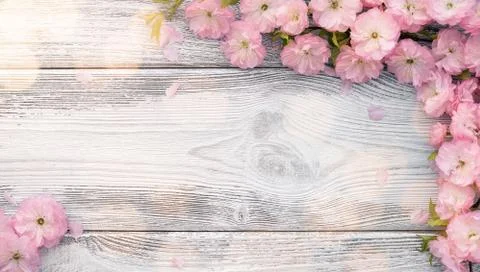 Panoramic spring background, empty frame of pink blossom on old wooden board Stock Photos